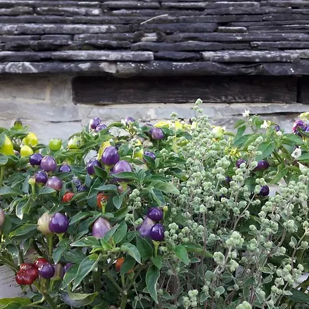 Ca' D'alfieri * בארדי