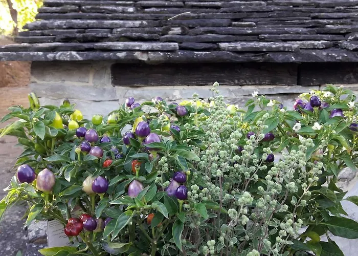 Ca' D'alfieri * בארדי