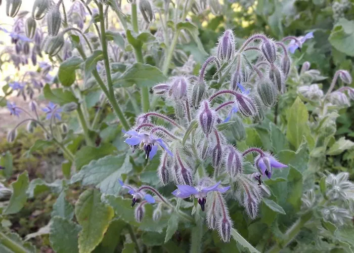 Ca' D'alfieri * בארדי