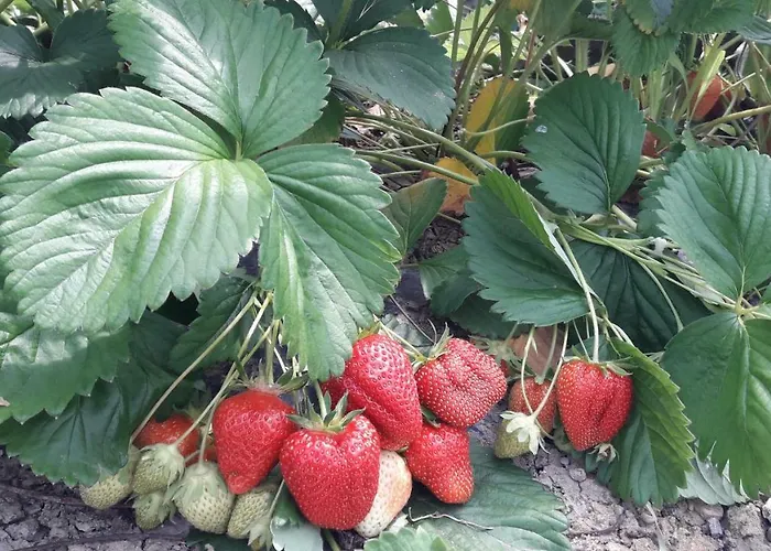 בית חווה Ca' D'alfieri בארדי