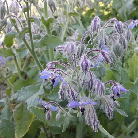 Ca' D'alfieri * 巴尔迪